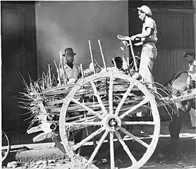 Coconut-water vendor on donkey cart, c. 1950. Port of Spain, Trinidad.