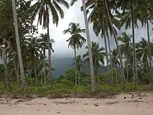 The coconut palm is considered the primeval tree of life among Tagalogs, providing sustenance and materials for tools and shelter for the first humans. One creation myth tells its form born from two primordial deities, grown by Bathala.