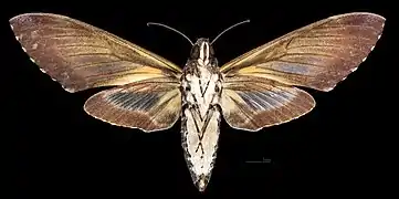 Female ventral