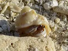 Coenobita rugosus