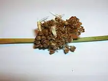 Pupal cases, showing feeding, not galling behaviour