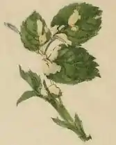 Mined rose leaf with a case attached.