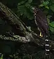 Collared forest falcon (Micrastur semitorquaatus), Campeche, Mex. (2015).