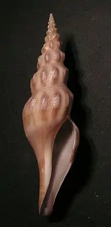 Comitas peelae