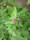 Arctium minus, lesser burdock, Peninsula State Park