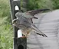 Adult male F. t. tinnunculus landing