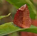 female E. h. undularis, West Bengal, India