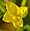 Oenothera biennis, Common evening primrose, Moonlight Bay vicinity
