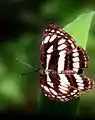 In Dumbara, Rathnapura, Sri Lanka