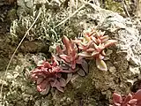 The basal rosettes