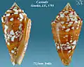 Conus amadis Gmelin, J.F., 1791
