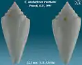 Conus anabathrum tranthami Petuch, E.J., 1995