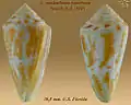 Conus anabathrum tranthami Petuch, E.J., 1995