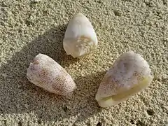 Conus arenatus