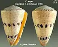 Conus augur (Lightfoot, J. in Solander, 1786)