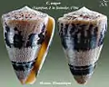 Conus augur (Lightfoot, J. in Solander, 1786)
