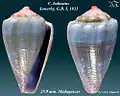 Conus balteatus  Sowerby, G.B. I, 1833