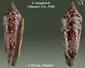 Conus bengalensis (Okutani, T.A., 1968)