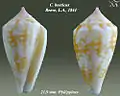 Conus boeticus  Reeve, L.A., 1844
