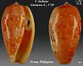 Conus bullatus Linnaeus, C., 1758