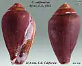 Californiconus californicus Reeve, L.A., 1844
