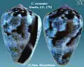 Conus coronatus Gmelin, J.F., 1791