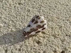 Conus ebraeus