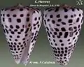 Conus eburneus Hwass in Bruguière, J.G., 1792