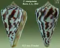 Conasprella emarginata (Reeve, L.A., 1844)