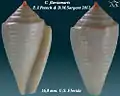 Conasprella fluviamaris  E.J.Petuch & D.M.Sargent 2011