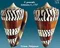 Conus generalis Linnaeus, C., 1767