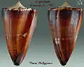 Conus generalis Linnaeus, C., 1767