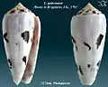 Conus gubernator  Hwass in Bruguière, J.G., 1792