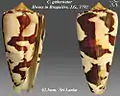 Conus gubernator  Hwass in Bruguière, J.G., 1792