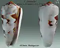 Conus gubernator  Hwass in Bruguière, J.G., 1792