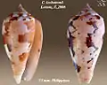 Conus leobottonii Lorenz, F.,2006