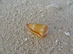 Conus litoglyphus