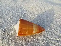 Conus sp. (maybe conus vexillum)