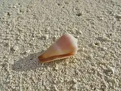 Conus lividus