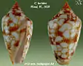 Conasprella lucida (Wood, W., 1828)