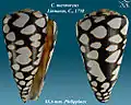 Conus marmoreus Linnaeus, C., 1758
