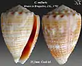 Conus miliaris Hwass in Bruguière, J.G., 1792