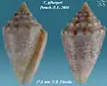 Conasprella pfluegeri (Petuch, 2003)