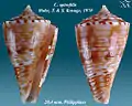 Conasprella spirofilis (Habe, T. & S. Kosuge, 1970)