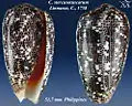 Conus stercusmuscarum Linnaeus, C., 1758