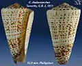 Conus thalassiarchus  Sowerby, G.B. I, 1833