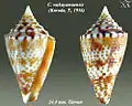 Conasprella wakayamaensis (Kuroda, T., 1956)