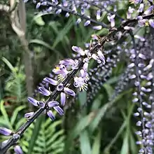 Narrow-leaved palm lily (Cordyline stricta) also known as the&nbsp;Slender Palm Lily