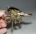 Hermit crab, possibly flat-clawed hermit crab Pagurus pollicaris in a shell of knobbed whelk Busycon carica