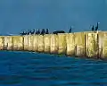 Great cormorants on the wall of thermic separation (CNA phot.)